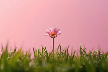 Wall Mural - Bright pink daisy flowers
