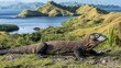 © andri - Komodo dragon on grassy hill overlooking a bay