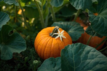 Wall Mural - Vegetable plant showcasing pumpkin flowers and fruit