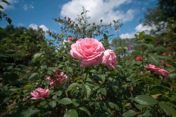 Wall Mural - Blush-colored roses blooming in a floral sanctuary