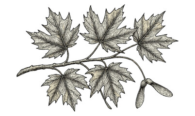 Detailed botanical drawing of maple leaves with seed pod