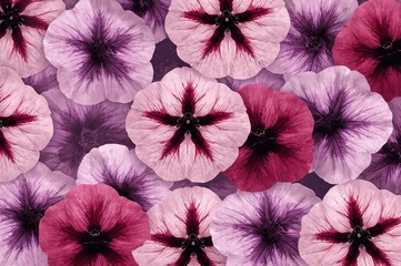Wall Mural - Supertunia Bordeaux petunias featuring soft plummy pink blooms with dark plum and purple veins alongside Tea Light Violet petunia blossoms