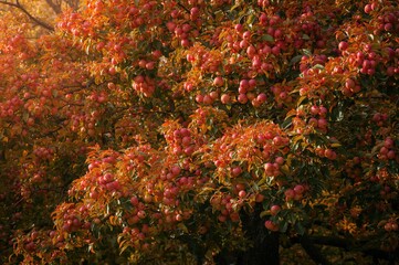 Wall Mural - Autumn Harvest of Apple Fruits on a Tree in a Scenic Orchard