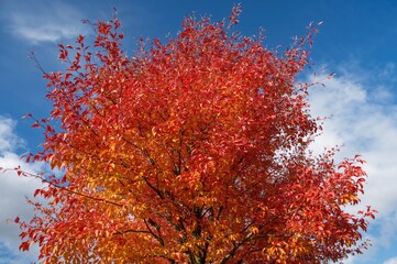 Wall Mural - Late autumn persimmon tree bearing fruit with vibrant red and orange foliage against a clear blue sky