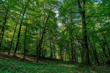  Pictures of a Lush Forest. Stunning Nature Scenery.