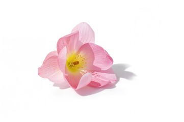 Wall Mural - White backdrop featuring a pink blossom