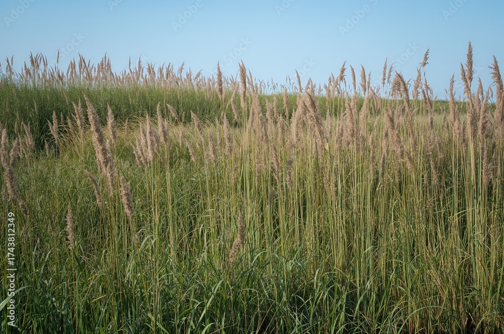 Tall Rushes Photo of tall, grass-like reeds flourishing in wetland habitats such as ...