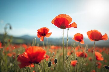 Wall Mural - Vibrant Red Poppies in a Scenic Floral Setting