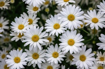 Wall Mural - Close-up view of white daisies with yellow cores