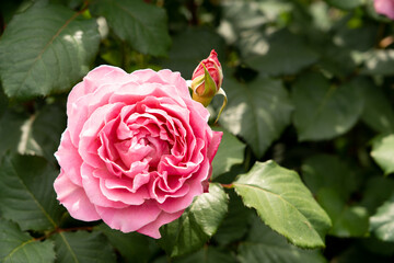 Wall Mural - Bloom pink rose with green leave in the garden