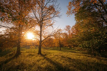 Wall Mural - Autumn countryside scenery featuring vibrant golden foliage under the afternoon sunlight, with trees, grass, and forest in view