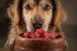 © AkuAku - Close-up of a dog eating raw natural meat from its bowl