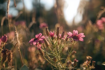 Wall Mural - Close-Up of Wildflowers in a Mediterranean Garden