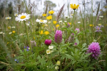 Wall Mural - Close-up shot of a vibrant meadow filled with white chamomile, yellow buttercups, and pink clover blossoms in full bloom.