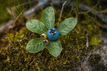 Wall Mural - Mountain wild blueberry among moss and dry grass, close-up of leaves and fruit, macro photography with high resolution