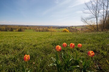 Wall Mural - Wild Tulipa gesneriana and Tulipa schrenkii in the river basin area