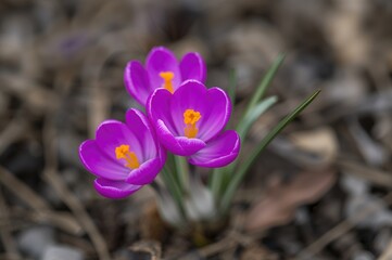 Wall Mural - Springtime Greeting with Vibrant Fresh Floral Theme Featuring Bright Pink Bell-Shaped Flowers and Blooming Purple Autumn Crocuses