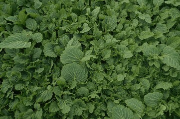 Wall Mural - Green leafy vegetables. Farming crops. Organic cultivation. Vegetable motif. Background, texture, design, food, summer, frame, nature, spring, idea