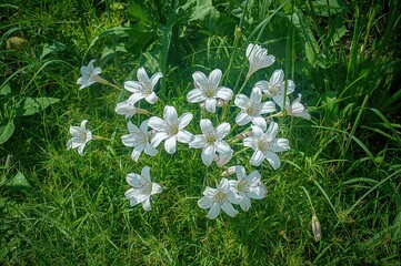 Wall Mural - Summer blossoms of white elegant flowers from an Asian region