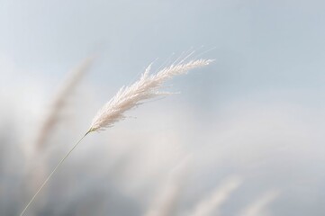 Wall Mural - Blurred background with a white grass bloom