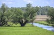 © Christian Handl/imageBROKER - Oxbow lake and marshland with trees in Kopacki Rit nature park Park, Kopačevo, Osijek-Baranja County, Croatia