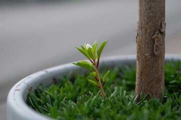 Wall Mural - Detailed view of a fresh Adenium shoot featuring vibrant green foliage and reddish stalks growing in a neutral-colored container. The new sprout stands out against the older stem and dense green