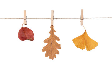 Wall Mural - Multicolored autumn leaves on clothespins isolated on a white background