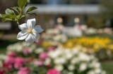 Single gardenia bloom isolated