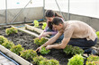 © eakgrungenerd - man and women working together in an organic vegetable garden, planting green lettuce in raised beds. Concept of sustainable farming, healthy lifestyle. greenhouse farming life.