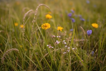 Wall Mural - spring scenery featuring tiny wildflowers (erodium cicutarium) scattered in grassy meadow