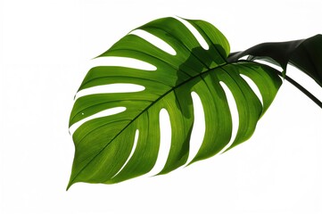 Wall Mural - Tropical leaf silhouette in vibrant colors against a white backdrop