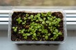 © vxnaghiyev - Young bush pepper plants growing in soil-filled plastic trays on a window ledge. Fresh green sprouts with leaves seen from above.