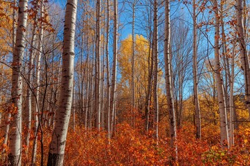 Wall Mural - Sunlit autumn scene featuring white birch trees with orange foliage against a bright blue sky