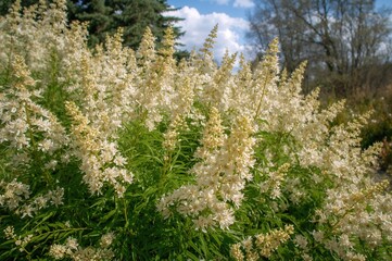 Wall Mural - springtime display of spiraea chamaedryfolia in the garden