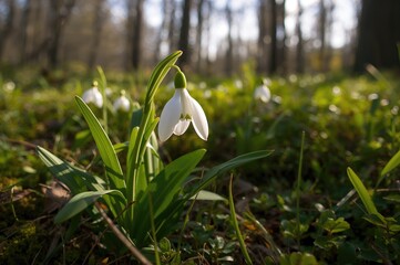 Wall Mural - springtime forest with blooming snowdrops