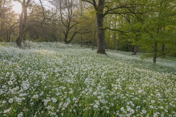 Wall Mural - white anemone blossoms spread across a lush spring meadow in a wooded area.