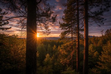 Wall Mural - Golden rays filtering through pine trees at dusk in a summer woodland.