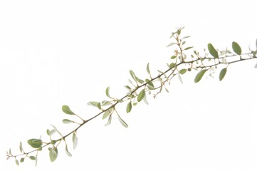 Wall Mural - Tiny climbing plant isolated on a white backdrop with clipping path.