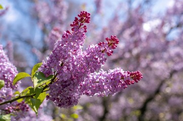 Wall Mural - close-up of lilac spring branches blooming with flowers in a garden setting, with a soft-focus flora