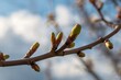 © vxnaghiyev - Close-up macro photograph of tree branches with spring buds