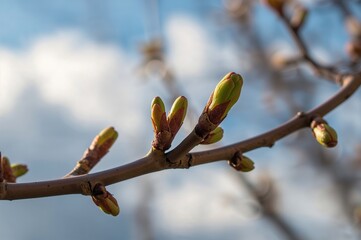 Wall Mural - Close-up macro photograph of tree branches with spring buds