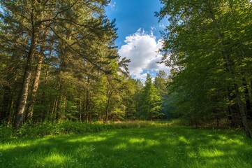 Wall Mural - Bright summer woodland featuring lush green grass and sunlight filtering through trees