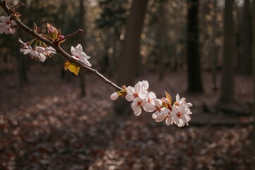 Wall Mural - cherry blossom branch illuminated by sunlight with flower buds in the forest