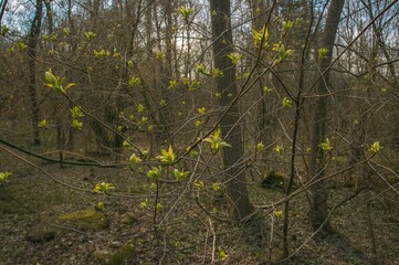 Wall Mural - Tree branches sprouting fresh buds in spring.