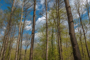 Wall Mural - High forest trees with visible bark patterns