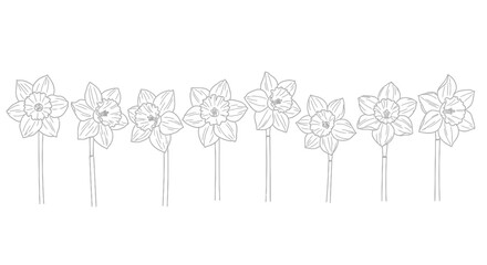 Elegant line drawing of daffodil flowers in a row for spring and floral designs vector