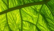 © andreo - Close-up of a vibrant green leaf with intricate vein patterns, backlit by natural light, showcasing organic textures and natural beauty.