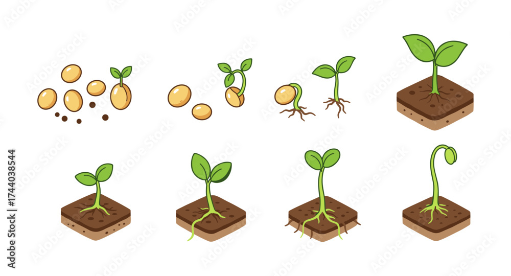 Growth stages of a plant: from seed to sprout animated guide Stock ...