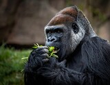 Western lowland gorilla eating vegetation