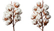 © MstRanzina - Cotton branch beauty floral still life bundle two variations isolated on transparent background PNG.